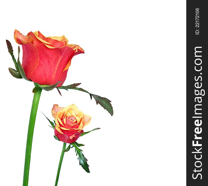 Close up of orange and red roses isolated on white background. Close up of orange and red roses isolated on white background