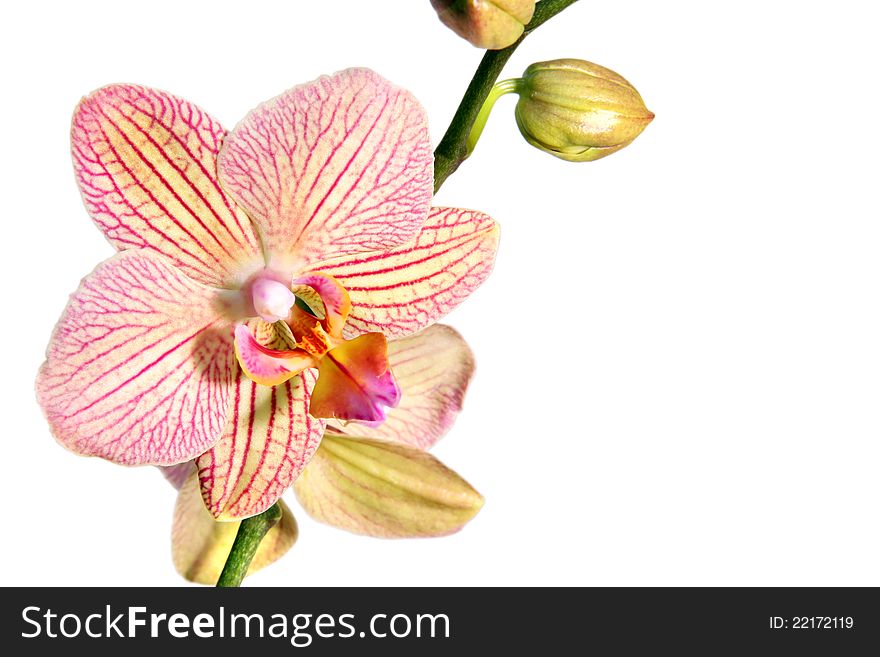 Wild pink striped orchid on white background. Wild pink striped orchid on white background