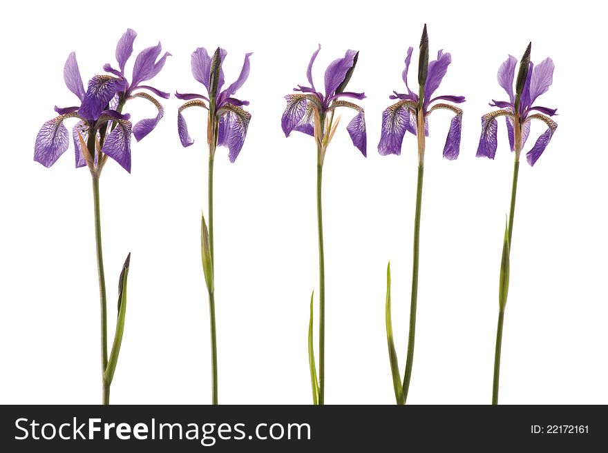 Studio Shot of five blue/purple Iris flower. Isolated on White Background. Studio Shot of five blue/purple Iris flower. Isolated on White Background.