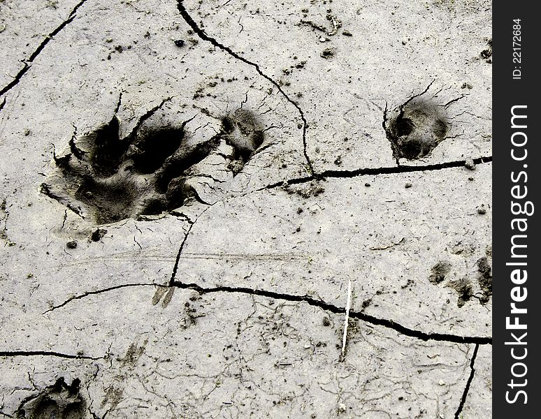 Mark of a dog in the mud. Mark of a dog in the mud