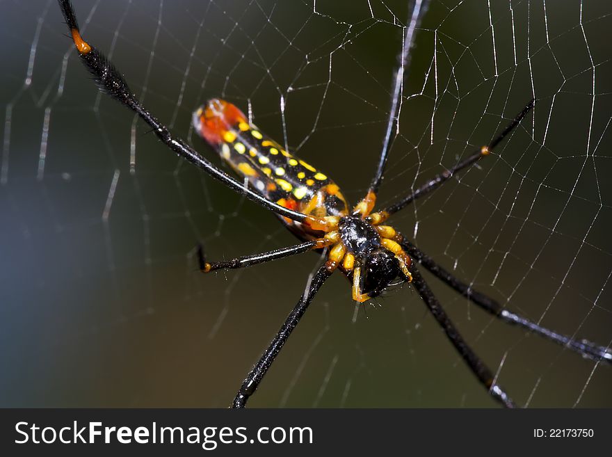 Spider on web in macro mode