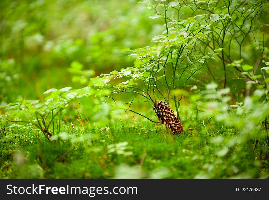 Natural background of natural forest plants