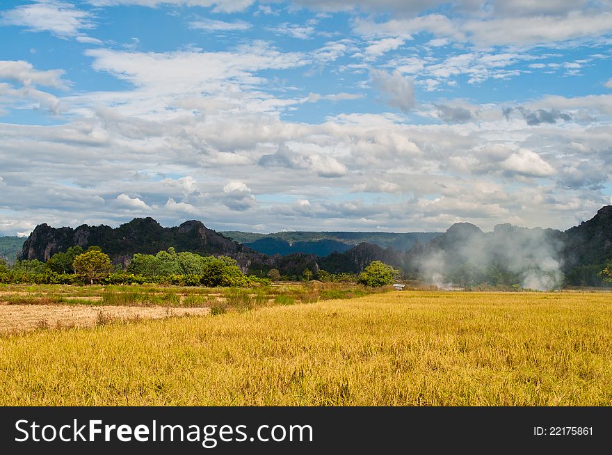 Rice field in harvest season at Phitsanulok, Thailand, (Noen Ma Prang district). Rice field in harvest season at Phitsanulok, Thailand, (Noen Ma Prang district)