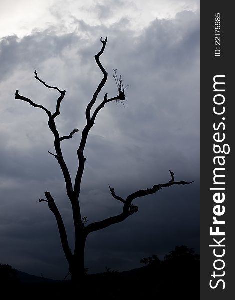 Sillhouettes of trees in Mudumalai National Park, India