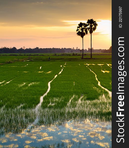 Sunset At Rice Farm