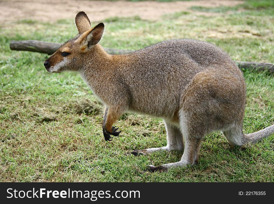 A light brown Kangaroo in Australia. A light brown Kangaroo in Australia