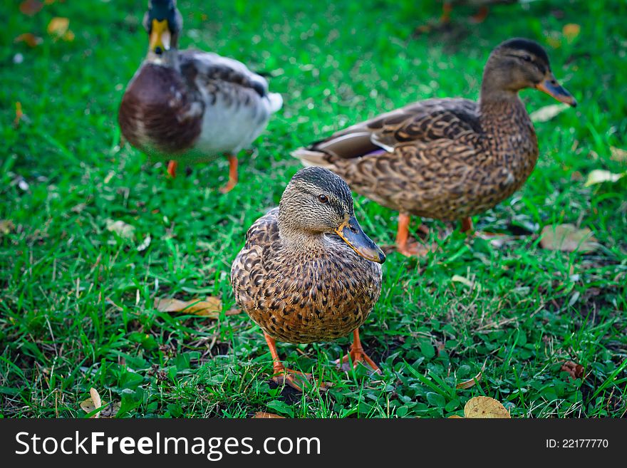 Three ducks walk on the grass