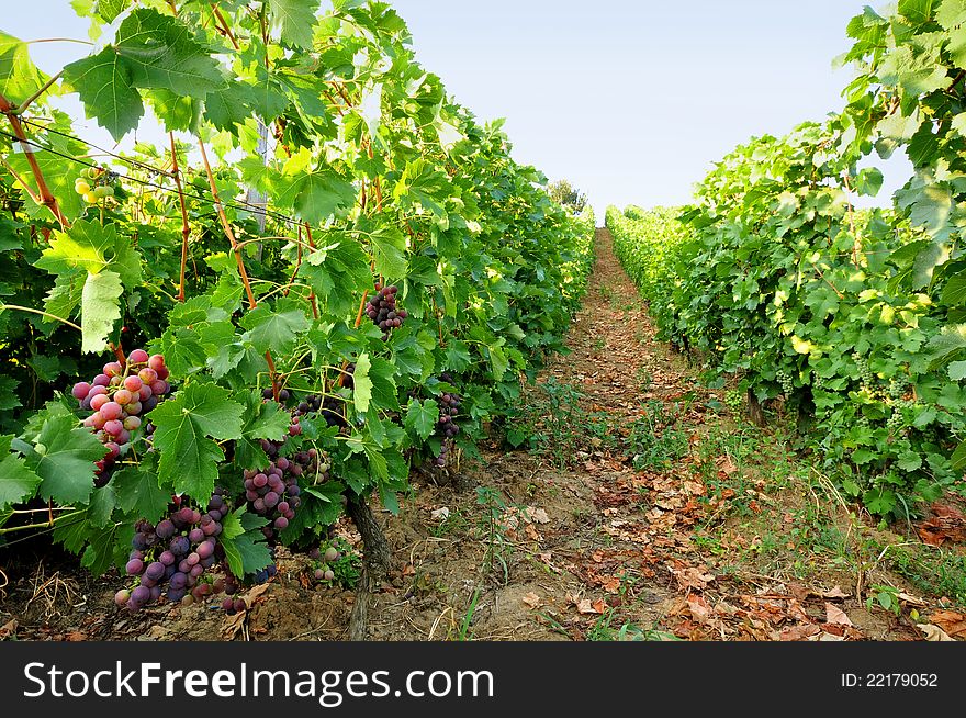 Vineyard with grapes