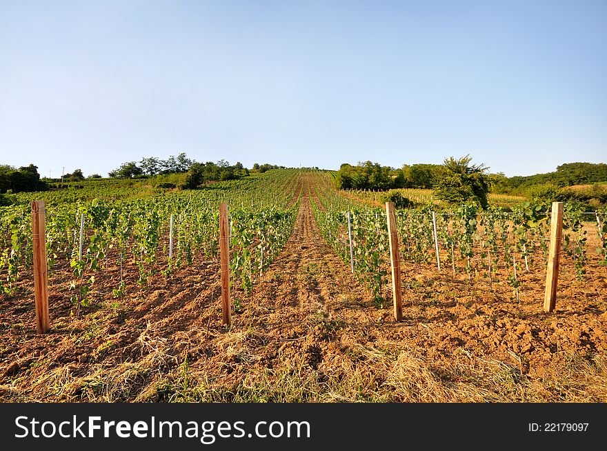 Young vineyard with arable land