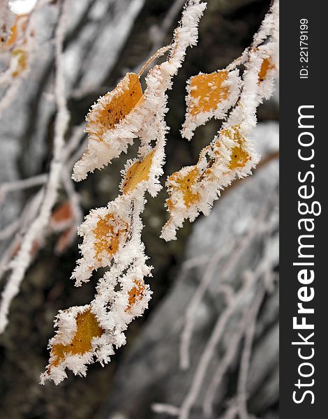 Yellow leaves of the tree covered with snow. Yellow leaves of the tree covered with snow