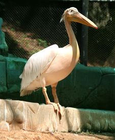 Pelicans Stock Photography Pelicans Stock Photography