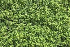 Natural Green Leaf Seamless Bush Wall Royalty Free Stock Photos Natural Green Leaf Seamless Bush Wall Royalty Free Stock Photos