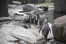 Humboldt Penguin Royalty Free Stock Photos Humboldt Penguin Royalty Free Stock Photos