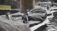 Humboldt Penguin Royalty Free Stock Image