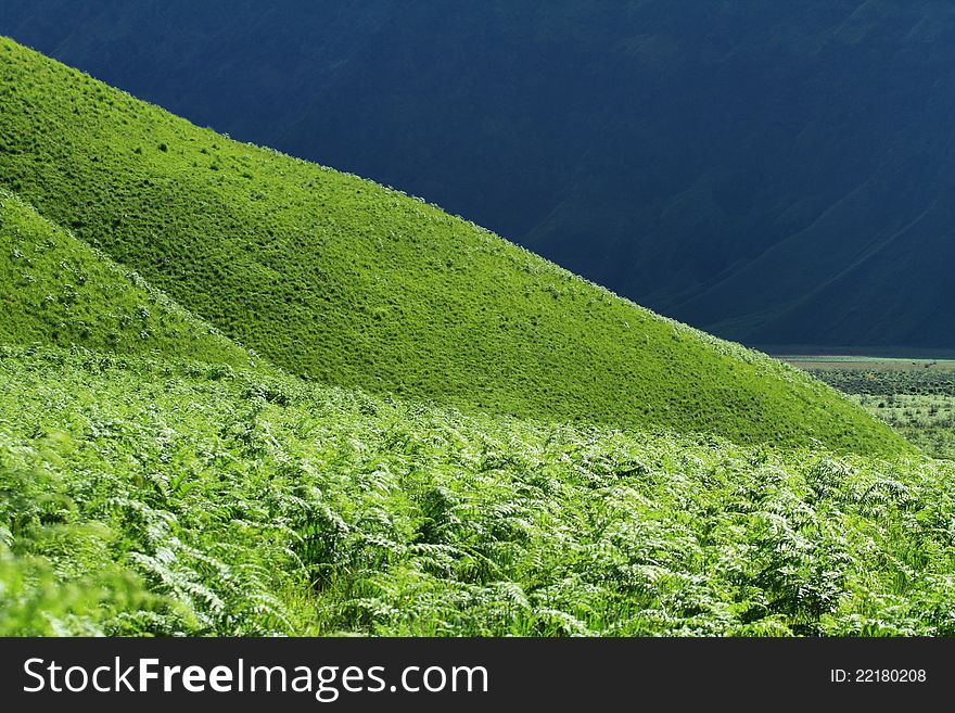 Savana Field at Bromo Mount, East Java Indonesia. Savana Field at Bromo Mount, East Java Indonesia