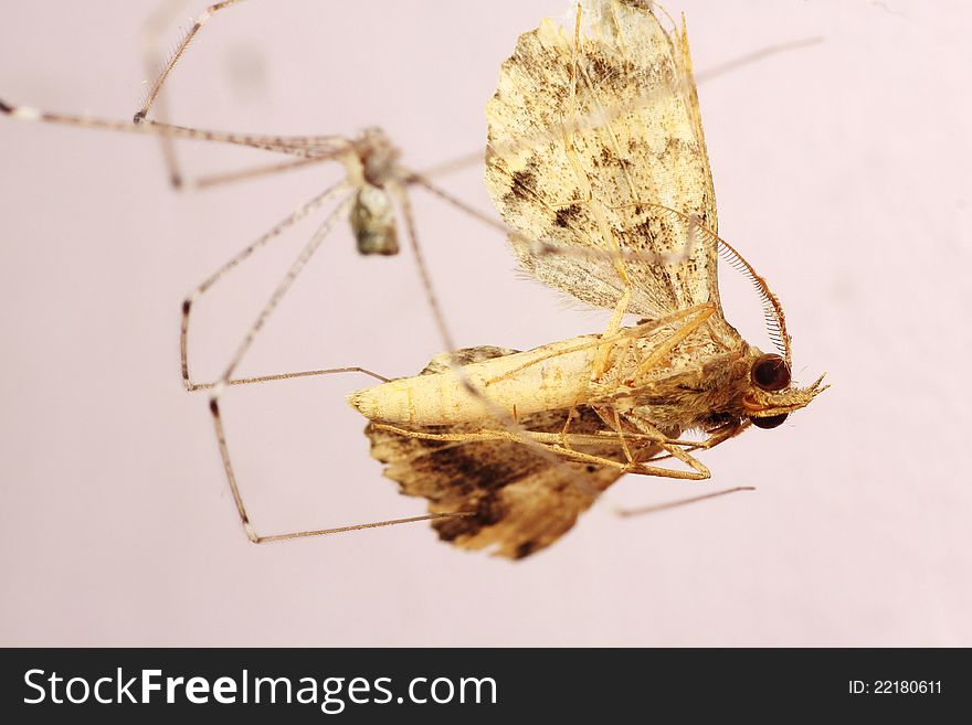 Spider attack moth, and then eats it. Spider attack moth, and then eats it
