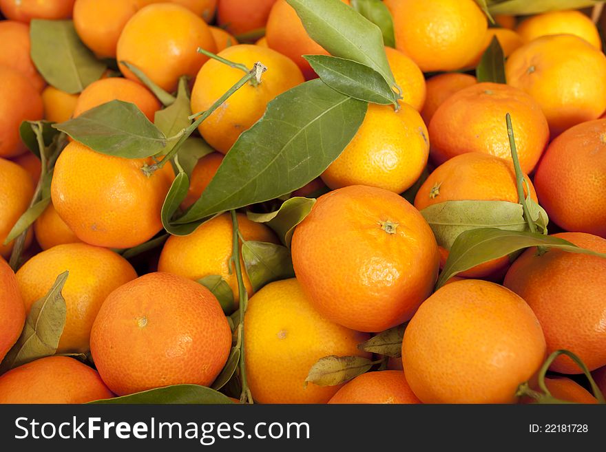 Freshly picked tangerines bulk of the tree in Valencia. Freshly picked tangerines bulk of the tree in Valencia