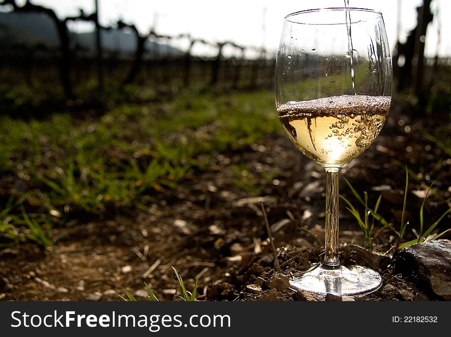 Glass Of Wine In The Vineyards