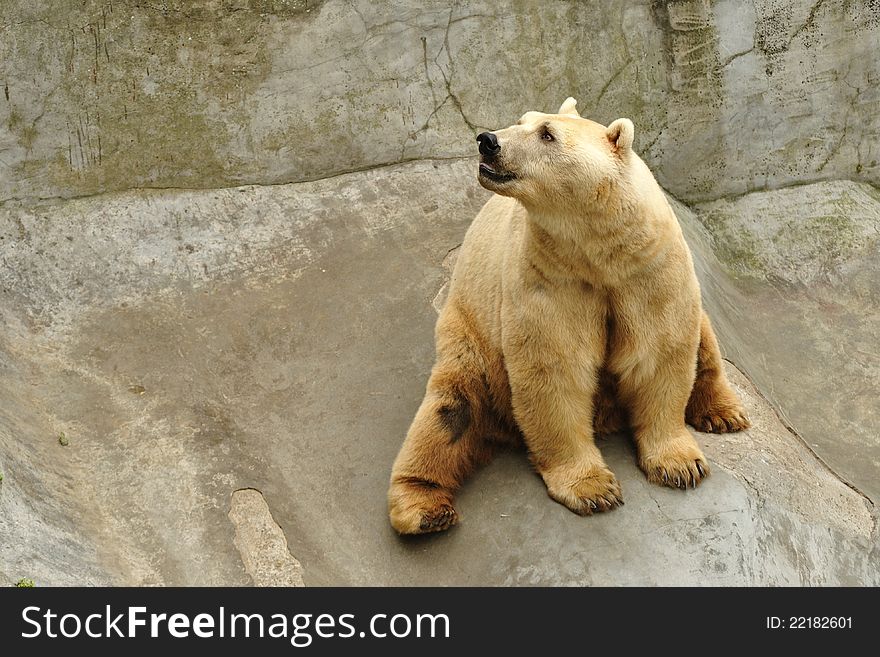 Big polar bear resting on a rock