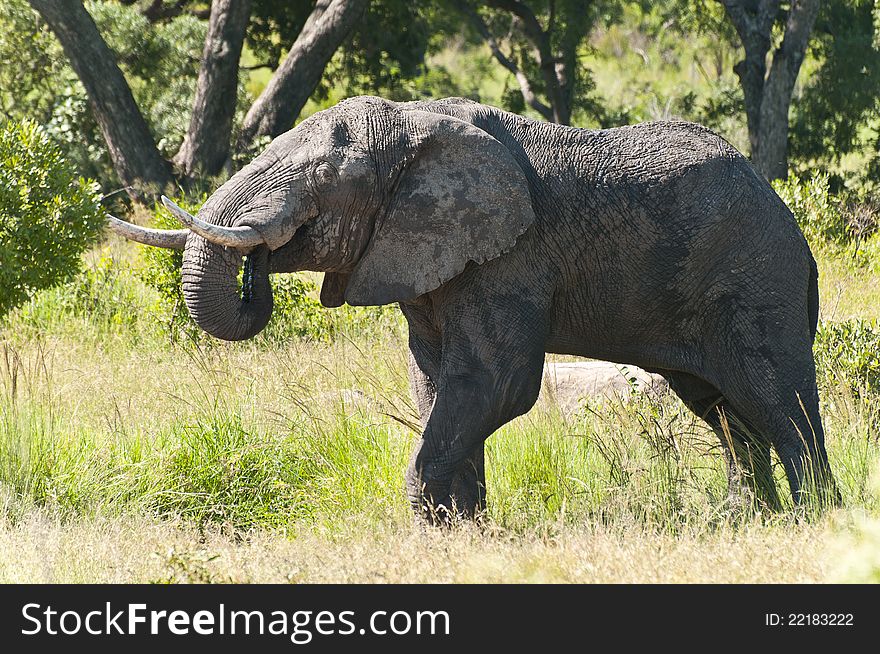 Picture of an African elephant drinking water. Taken in the Kruger National park South Africa
