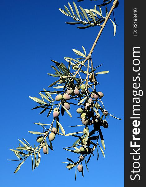 Branch white olives against blue sky Growing Olives on a branch. Branch white olives against blue sky Growing Olives on a branch