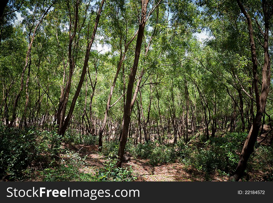 Beautiful view of trees in the forest