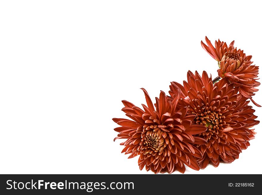 Red chrysanthemums on a white background. Red chrysanthemums on a white background.