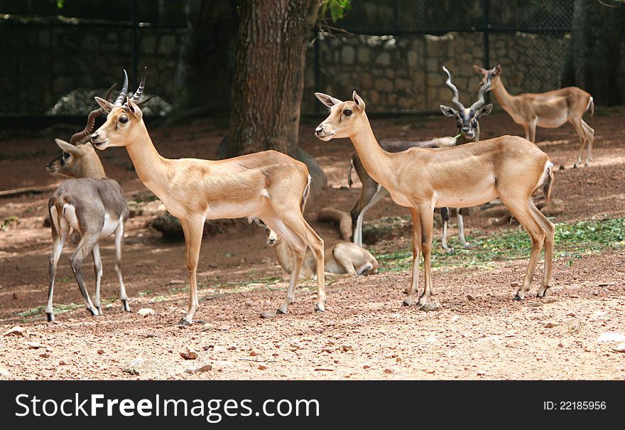 Group of young deers anxiciously waiting for morning food supply in a deer park, india