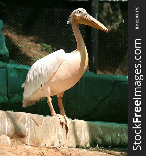 Rossy pelicans in a zoological park, kerala, india