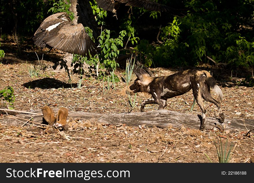 Wild Dog (Lycaon pictus) chasing White-backed Vulture (Gyps africanus) away from the Dog's kill. Wild Dog (Lycaon pictus) chasing White-backed Vulture (Gyps africanus) away from the Dog's kill
