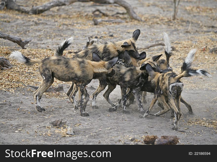 Wild Dogs (Lycaon pictus) routinely stage a ritualistic fight/play interaction before going off to hunt in the evening. Wild Dogs (Lycaon pictus) routinely stage a ritualistic fight/play interaction before going off to hunt in the evening