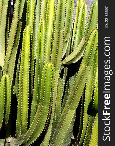 Cactus - Euphorbia Canariensis