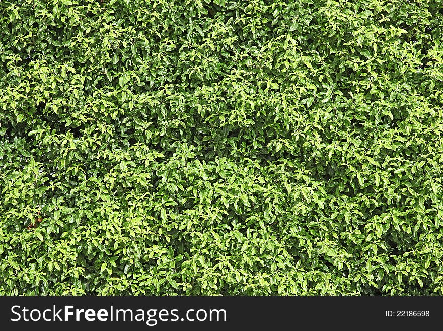 Natural green leaf seamless bush wall