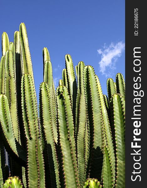 Euphorbia Canariensis against blue sky on Canary Island Tenerife, Spain. Euphorbia Canariensis against blue sky on Canary Island Tenerife, Spain