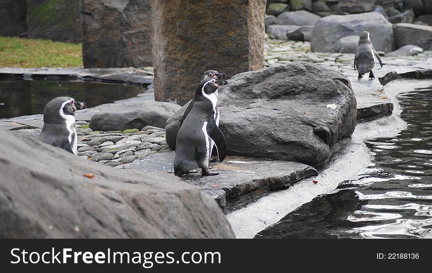 Humboldt Penguin