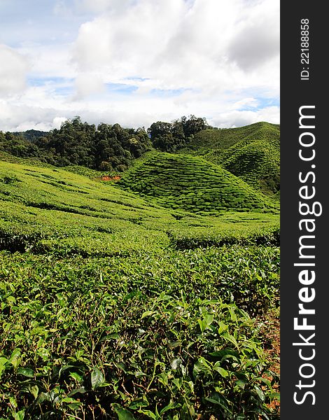 A view of tea plantation with close up tea leaves at the foreground.