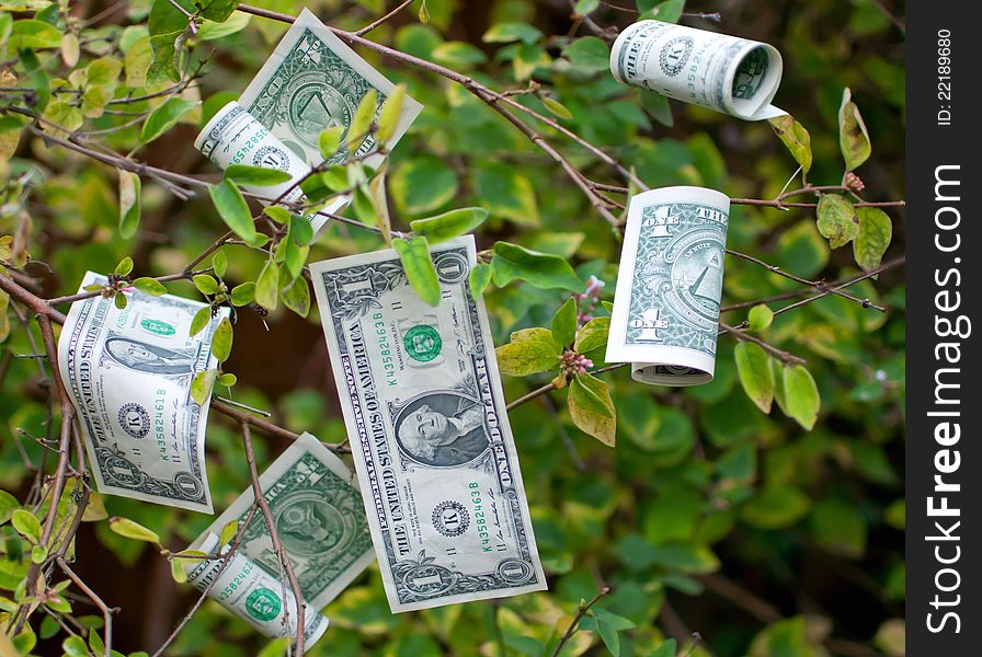 'Ripening' dollars hanging off a tree branch. 'Ripening' dollars hanging off a tree branch