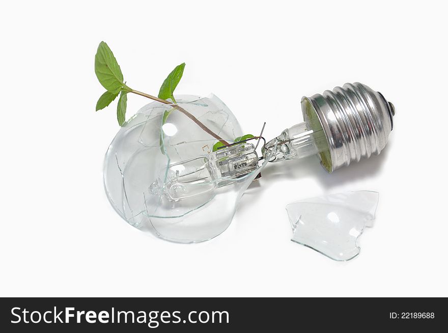 Plant Bulb
