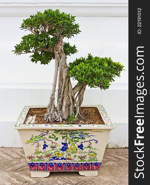 A bonsai tree in ceramic pot. A bonsai tree in ceramic pot.