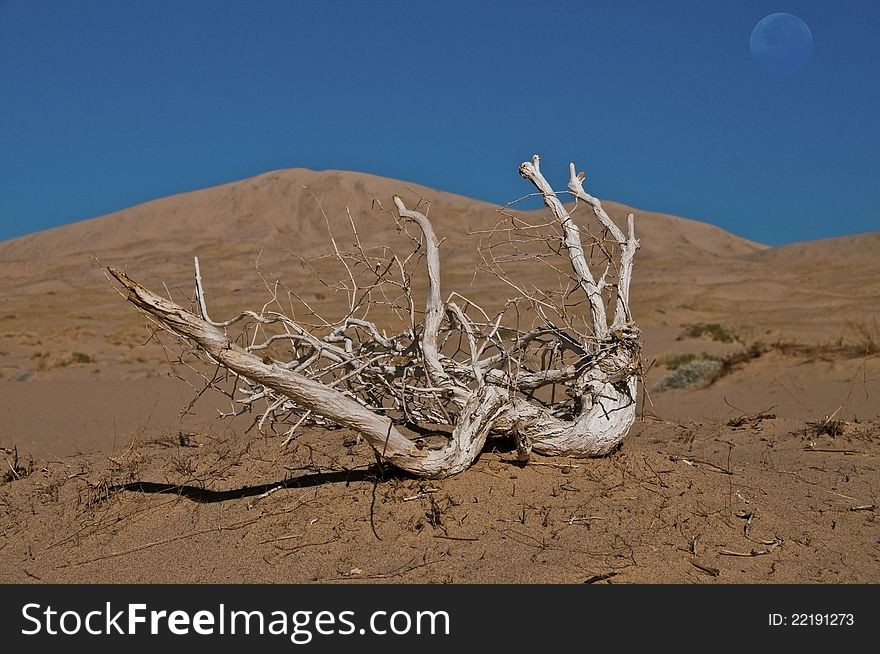 Sand dunes with dead, white tree root in Mojave national park. Sand dunes with dead, white tree root in Mojave national park