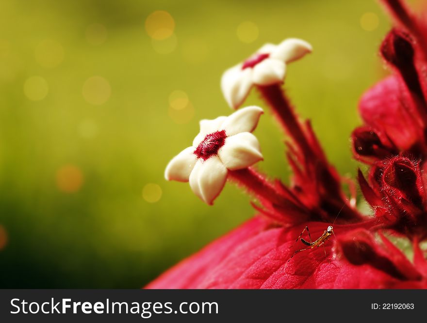 Couple of Ashanti Blood flowers with blurred background and mantis insect. Couple of Ashanti Blood flowers with blurred background and mantis insect