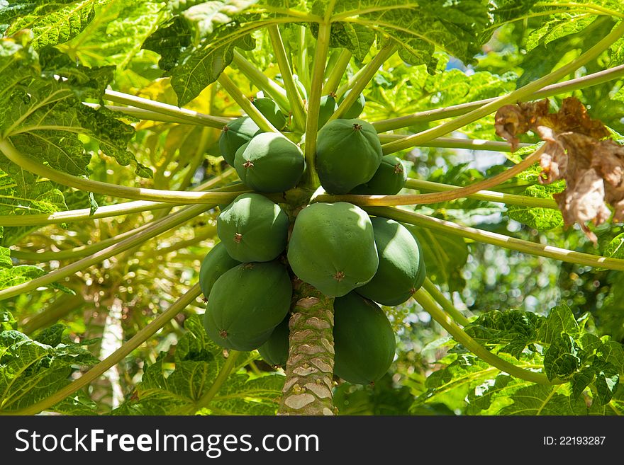 Carica Papaya Pawpaw Fruit Tree