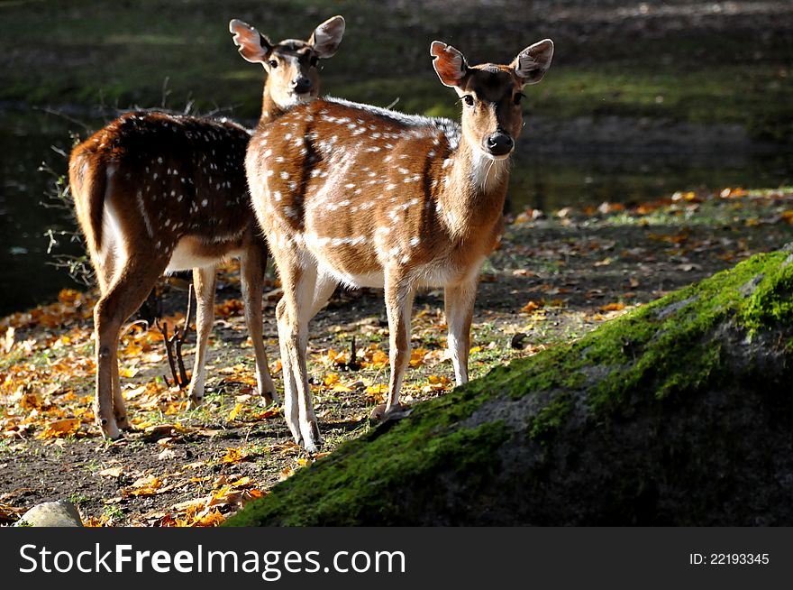 Twin deers posing at the camera in the early morning sunlight. Twin deers posing at the camera in the early morning sunlight.