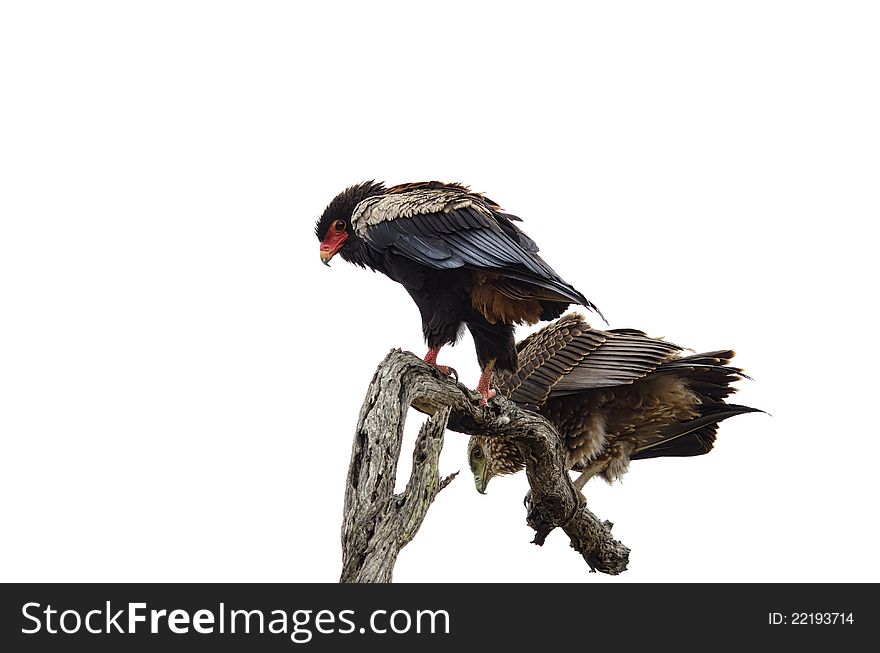 Two Eagles sitting on a tree branch the African bushveld. Both searching for something on the ground. Two Eagles sitting on a tree branch the African bushveld. Both searching for something on the ground.