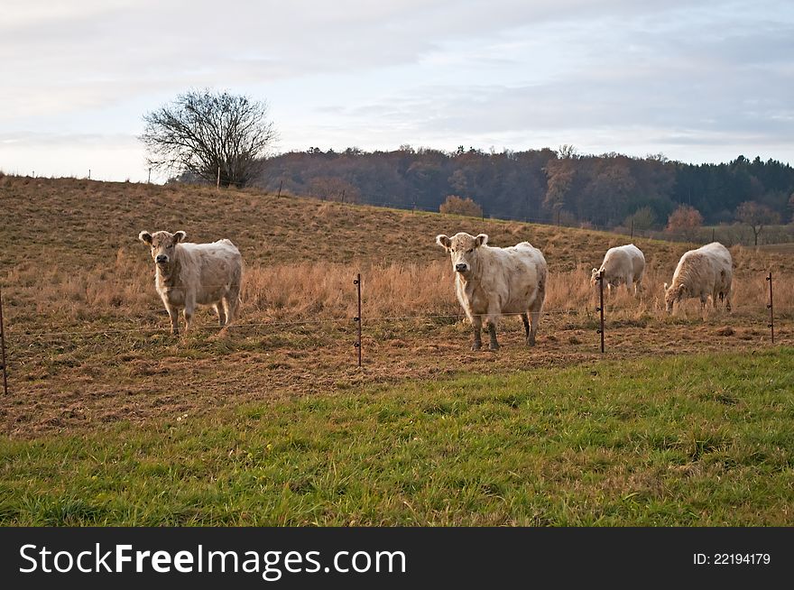 Galloway ox with a fence