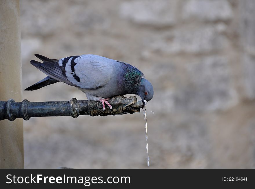 A thirsty pigeon drinking water from a tap