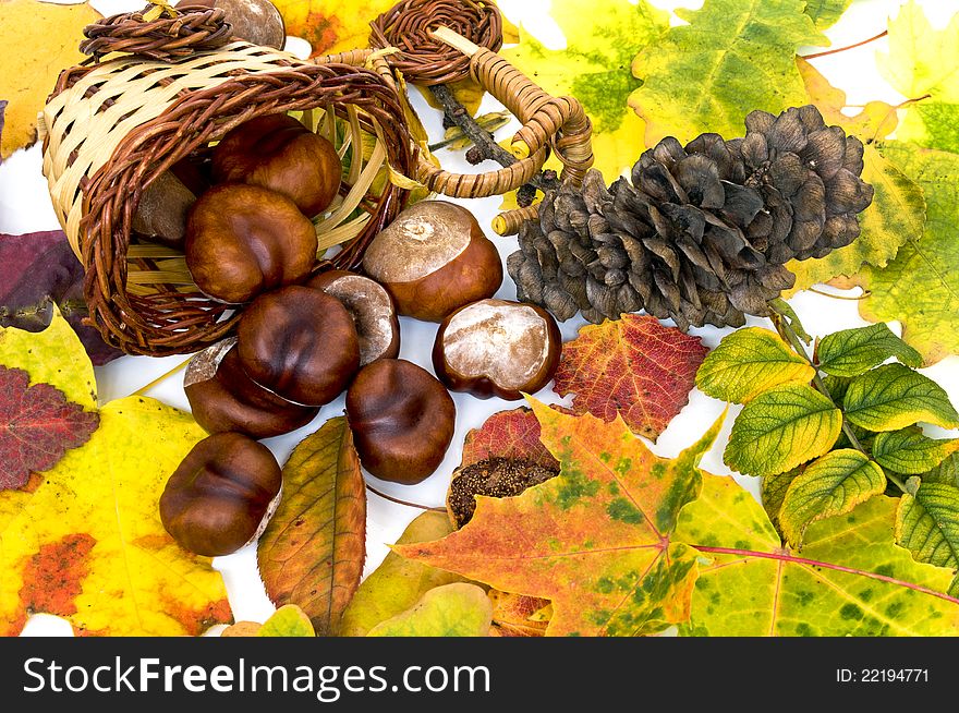 The background of the colorful autumn leaves, cones, chestnuts in a wicker vase.