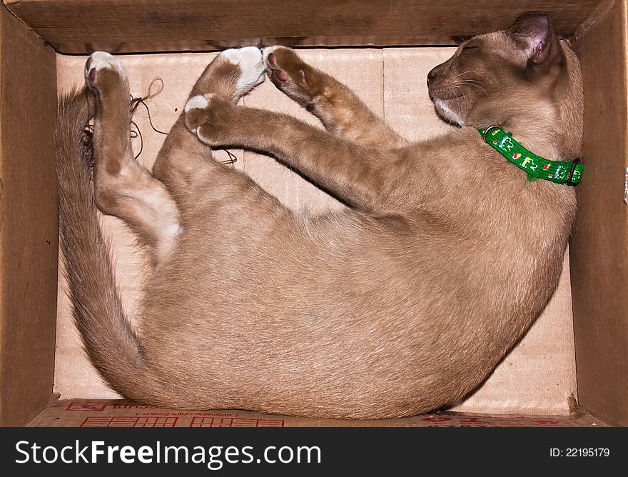 A brown cat sleeping in cardboard boxes. A brown cat sleeping in cardboard boxes.