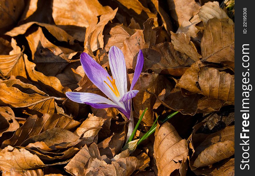 Crocus emrging from a carpet of beech leaves in a forest: symbol of return to life. Crocus emrging from a carpet of beech leaves in a forest: symbol of return to life