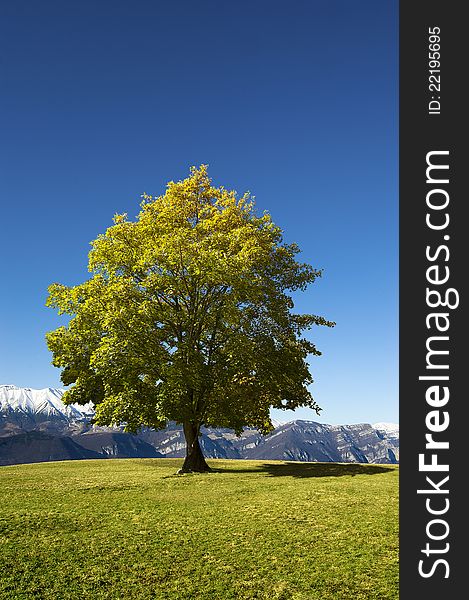 Solitary tree with leaves on a hill with blue sky and snow-capped mountains in the background. Solitary tree with leaves on a hill with blue sky and snow-capped mountains in the background